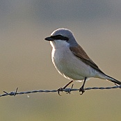 Red-backed Shrike  "Lanius collurio"